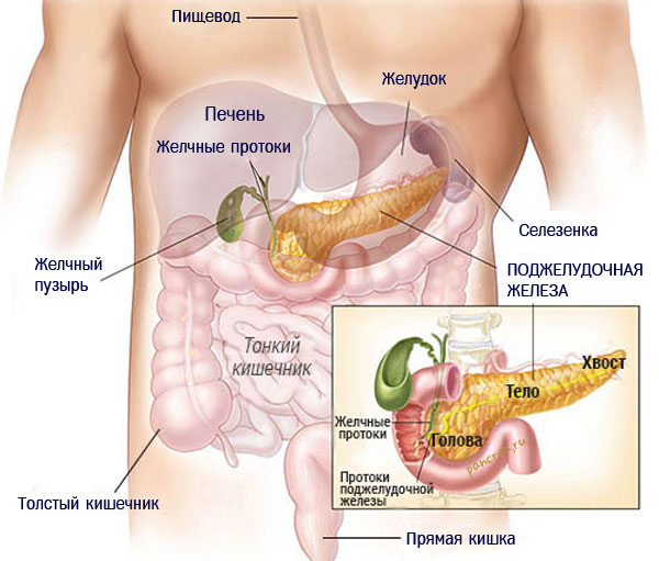 Поджелудочная железа - анатомия